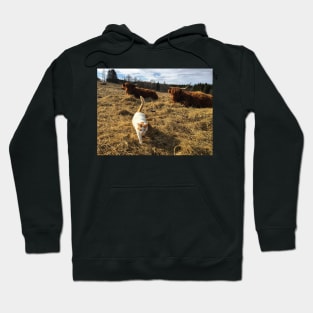 Scottish Highland Cattle Cows and cat 2360 Hoodie